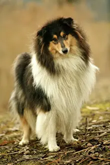 Rough Collie Dog LA-735 Print by Ardea