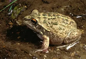 Australian Frogs Prints: Rough frog - a burrowing frog