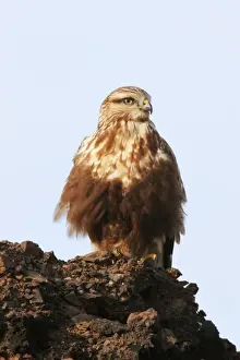 Rough-legged Buzzard Print - Immature light morph, East Haven, Connecticut