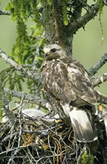 Rough Legged Buzzard Print
