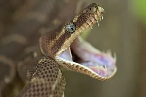 Rough-scaled Python - defensive posture Rough-scaled Python - defensive posture