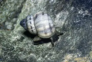 Rounded Mouthed Snail Print (Pomatias elegans)