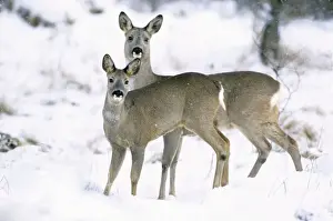 Roe Deer In Snow Prints: Row Deer - Two standing in snow