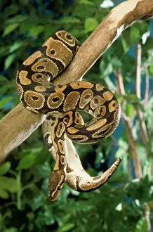 Prints of JD-7221 Royal / Ball Python Python regius John Daniels Please note that prints are for personal display purposes only and may not be reproduced in any way. Ball Python Prints: Royal Ball Python Print (Python regius)