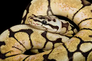 Prints of PPG-1858 Royal / Ball Python - Pastel Bumblebee mutation Africa Python regius Pascal Goetgheluck Please note that prints are for personal display purposes only and may not be reproduced in any way Snake Prints: Royal Ball Python - Pastel 'Bumblebee' Mutation Print