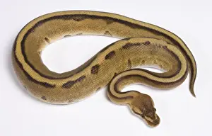 White Background Snakes Prints: Royal / Ball Python - Pastel “Stripe” mutation - Africa