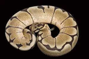 Royal / Ball Python - “Spider” Pastel mutation - Africa