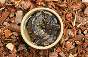 Prints of JD-15140 Royal / Ball Python - in water container Python regius John Daniels Please note that prints are for personal display purposes only and may not be reproduced in any way. Snake Prints: Royal Ball Python Print JD-15140