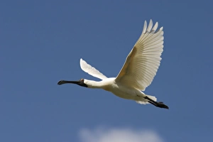 Royal Spoonbill - In-flight apporaching nest site Royal Spoonbill - In-flight apporaching nest site