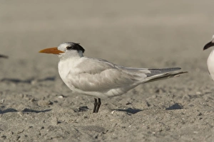 Royal Tern, non-breeding plumage Royal Tern, non-breeding plumage