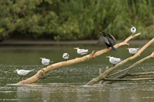 Royal Terns and Neotropical Cormorant, perched on log in river estuary Royal Terns and Neotropical Cormorant, perched on log in river estuary