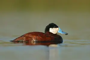 Waterfowl UK Prints: Ruddy Duck