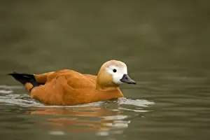Tadorna Ferruginea Species Prints: Ruddy Shelduck