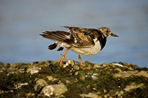 Ruddy Turnstone - Found mainly on rocky shores and on beaches - Uses short upturned bill Ruddy Turnstone - Found mainly on rocky shores and on beaches - Uses short upturned bill