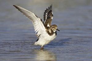Ruddy Turnstone - wing flap after washing Ruddy Turnstone - wing flap after washing