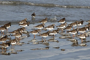 Ruddy TURNSTONES - Flock on shore Ruddy TURNSTONES - Flock on shore