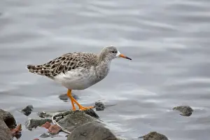 European Waders Prints: Ruff - winter - UK