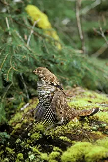 Prints of TOM-911 Ruffed Grouse drumming (spring mating-territorial display) Olympic National Park, Washington Phasianidae Prints: Ruffed Grouse Drumming Print, Olympic National Park