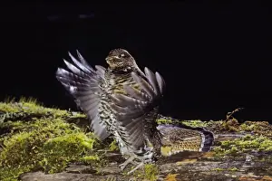 Tom And Pat Leeson Photography Prints: Ruffed Grouse - drumming (spring mating-territorial display)