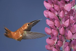 Rufous Hummingbird - male - in flight at Lupine flower Rufous Hummingbird - male - in flight at Lupine flower