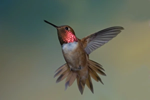 Rufous Hummingbird - male - threatening approaching rival in flight Rufous Hummingbird - male - threatening approaching rival in flight