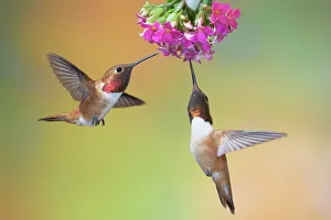 Rufous Hummingbird - two males feeding at flower Rufous Hummingbird - two males feeding at flower
