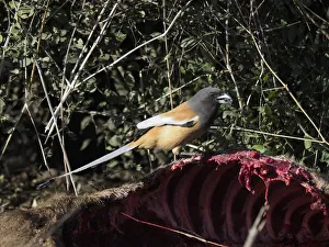 Rufous Treepie - feeding on Nilgai carcus Dendrocitta vagabunda Rajasthan, India BI032054 Date: 15-Feb-20 Rufous Treepie - feeding on Nilgai carcus Dendrocitta vagabunda Rajasthan, India BI032054 Date: 15-Feb-20