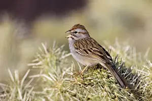 Jim Zipp Photographer Prints: Rufous-winged Sparrow