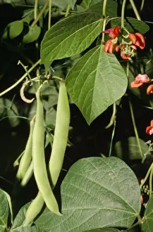 Edible Plants Prints: Runner Beans