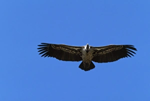 Ruppells Griffon Vulture - Soaring Ruppells Griffon Vulture - Soaring