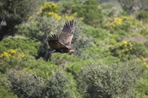 Ruppells Vulture - juvenile in flight Ruppells Vulture - juvenile in flight