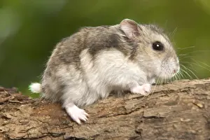 Small Pet Photography Prints: Russian Hamster