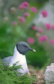 Bird Photography For Sale Prints: Sabine's Gull Controlled