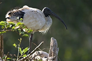 Sacred Ibis - Back-lit image of a single bird Sacred Ibis - Back-lit image of a single bird