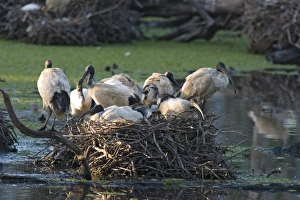 Sacred Ibis - Group of birds on a large nest site in freshwater Sacred Ibis - Group of birds on a large nest site in freshwater