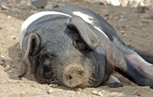 Agricultural Mammals Prints: Saddleback Pig - sunbathing