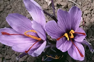 Saffron Crocus Prints: Saffron Crocus - source of saffron. (Stigmas used) Greece
