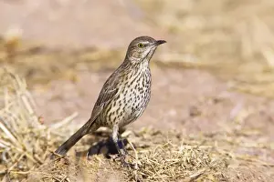 Jim Zipp Wildlife Photography Prints: Sage Thrasher