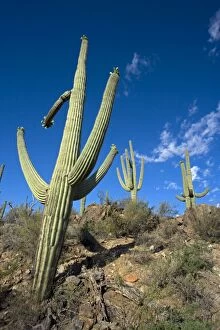 Images Dated 2nd May 2004: Saguaro Cactus (Carnegiea gigantea) - Sonoran Desert - Arizona - Record height