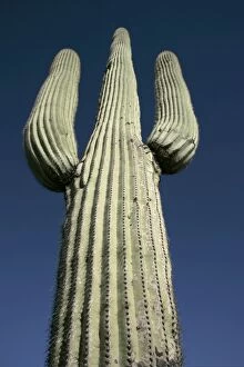 Images Dated 2nd May 2004: Saguaro Cactus - Sonoran Desert Arizona, USA - Record height: 78 feet - Average mature height