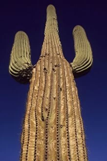 Images Dated 2nd May 2004: Saguaro Cactus - Sonoran Desert Arizona - Record height: 78 feet - Average mature height