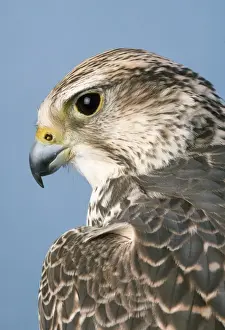 Close Up Wildlife Shots Prints: Saker Falcon