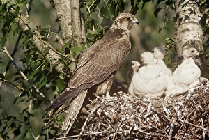 SAKER FALCON - at nest with chicks SAKER FALCON - at nest with chicks