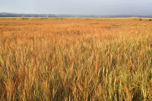 Prints of JZ-3358 Saltmarsh in Cape Cod - with Smooth / Saltmarsh Cordgrass MA Images Dated 2008 October: Saltmarsh Print - Cape Cod, MA