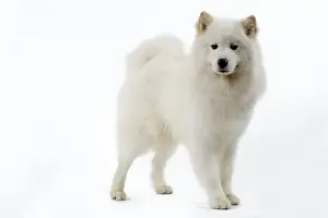 Personalized Pet Photography Gifts Prints: Samoyed