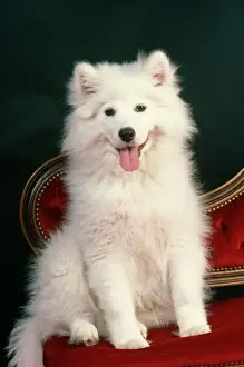 Personalized Pet Art Prints: Samoyed Dog