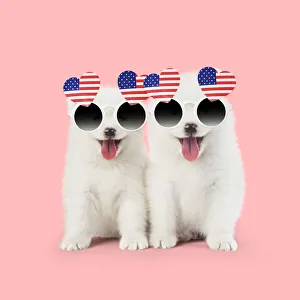 Samoyed puppies, mouths open on pink wearing heart shaped American flag glasses Date: 31-Jan-18 Samoyed puppies, mouths open on pink wearing heart shaped American flag glasses Date: 31-Jan-18