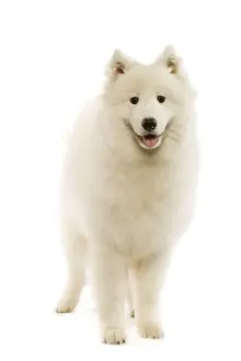 White Fluffy Dogs Prints: Samoyed - standing