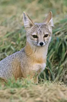 San Joaquin Kit Fox Print