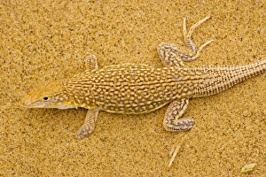 Sand diver lizard / Shovel-snouted lizard Sand diver lizard / Shovel-snouted lizard